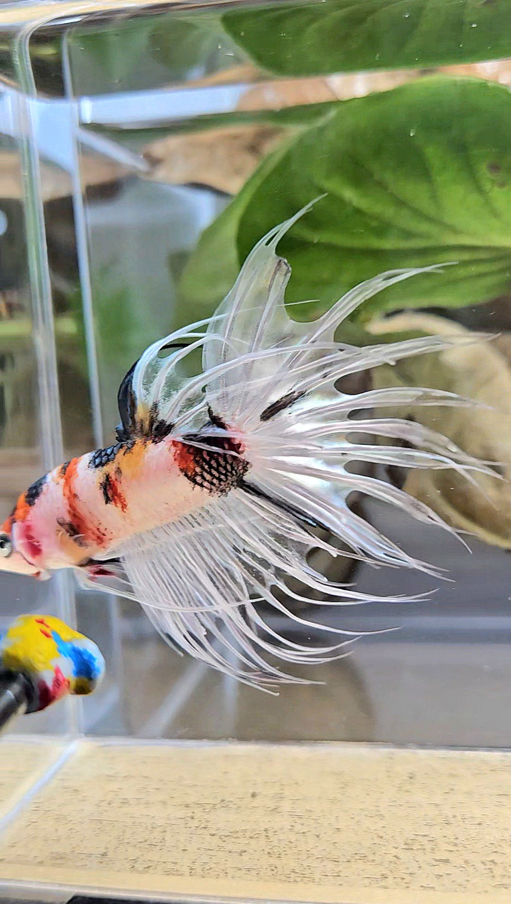 CROWNTAIL WHITE METALLIC MULTICOLOR BETTA FISH