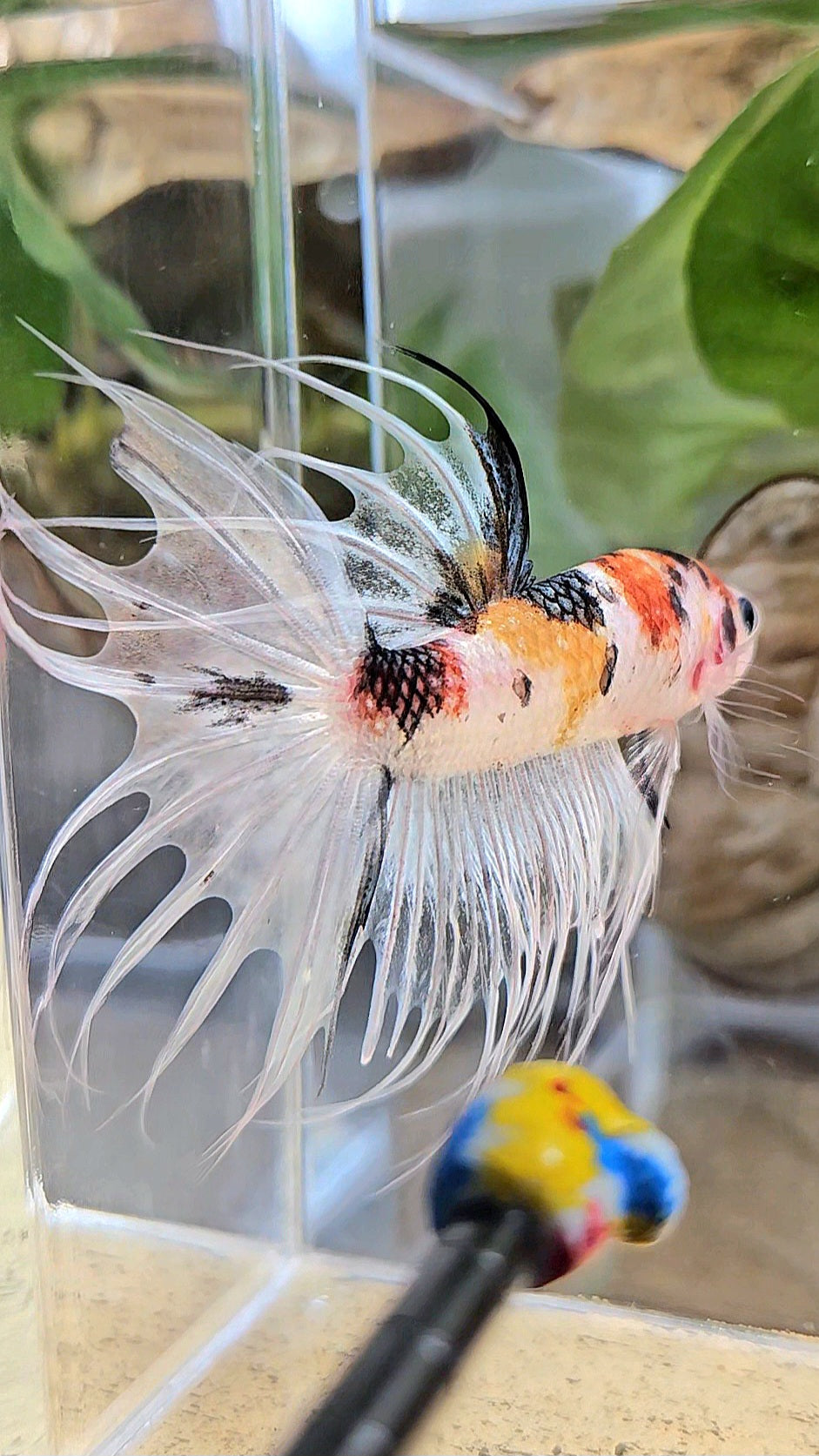 CROWNTAIL WHITE METALLIC MULTICOLOR BETTA FISH
