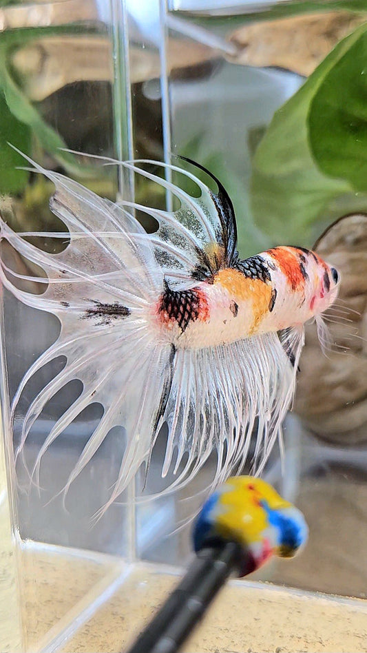 CROWNTAIL WHITE METALLIC MULTICOLOR BETTA FISH