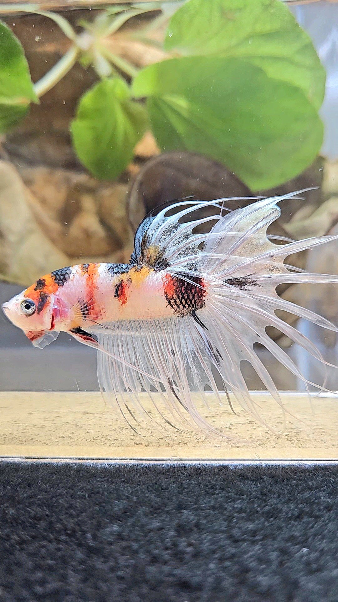 CROWNTAIL WHITE METALLIC MULTICOLOR BETTA FISH