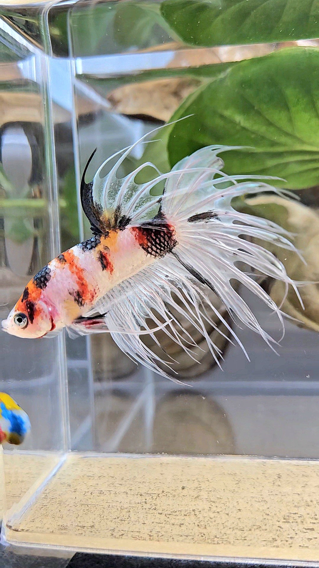 CROWNTAIL WHITE METALLIC MULTICOLOR BETTA FISH