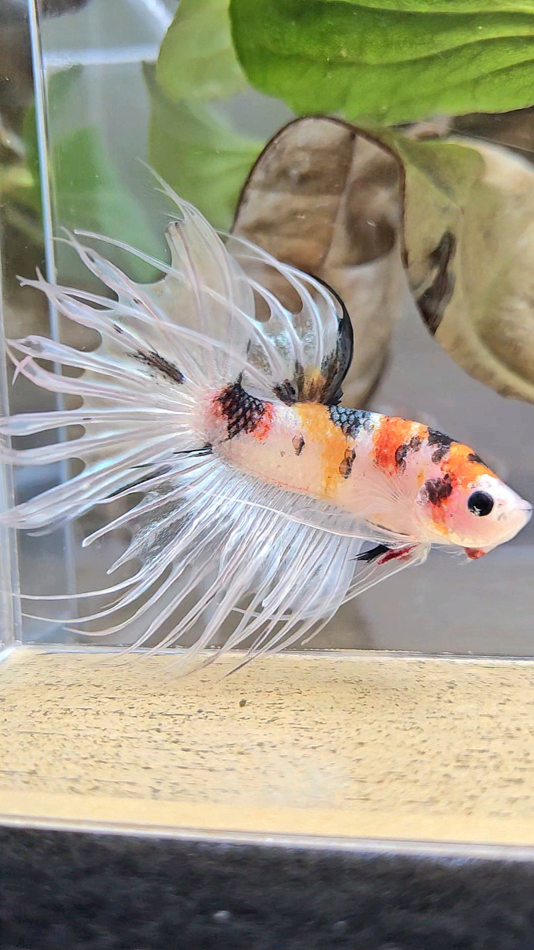 CROWNTAIL WHITE METALLIC MULTICOLOR BETTA FISH