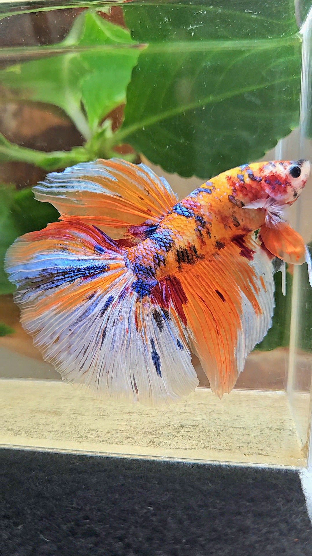 GIANT HALFMOON TOTAL 8CM+ ORANGE CANDY MULTICOLOR BETTA FISH