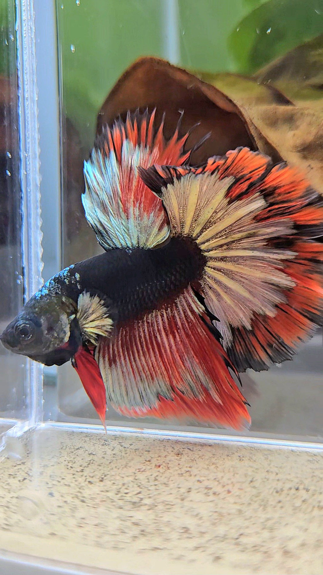 LUXURY HALFMOON ROSETAIL BLACK AVATAR COPPER GOLD RED PATTERN BETTA FISH