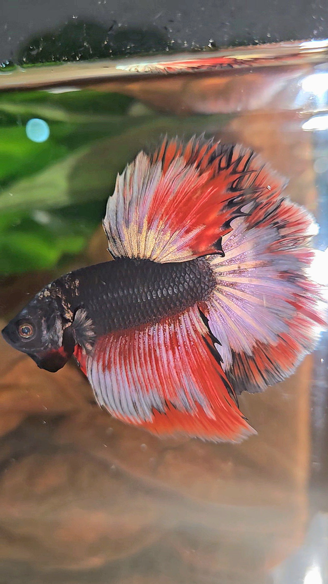 LUXURY HALFMOON ROSETAIL BLACK AVATAR COPPER GOLD RED PATTERN BETTA FISH