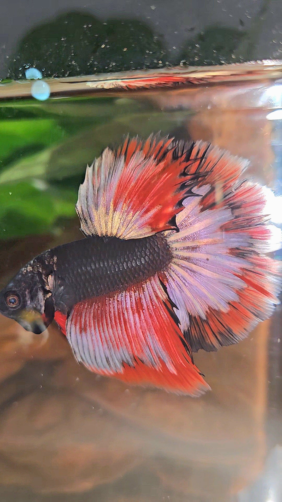 LUXURY HALFMOON ROSETAIL BLACK AVATAR COPPER GOLD RED PATTERN BETTA FISH