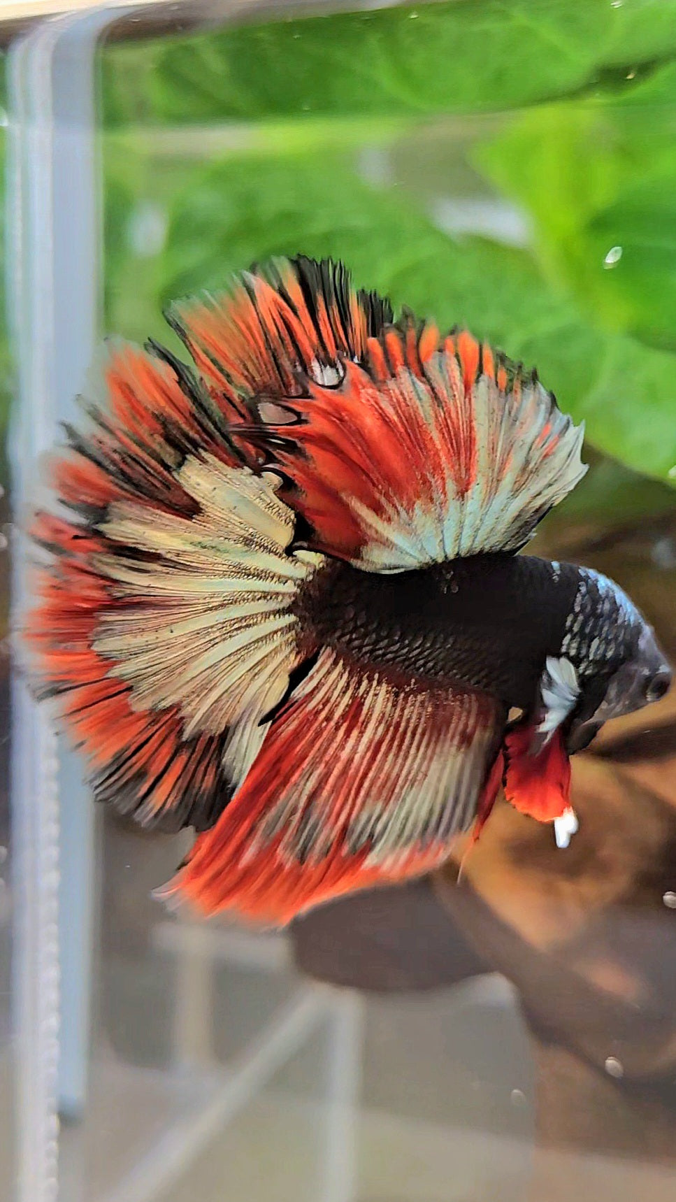 LUXURY HALFMOON ROSETAIL BLACK AVATAR COPPER GOLD RED PATTERN BETTA FISH
