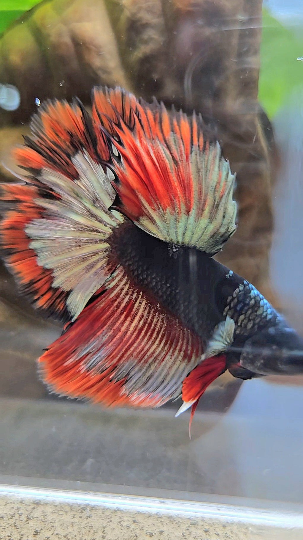LUXURY HALFMOON ROSETAIL BLACK AVATAR COPPER GOLD RED PATTERN BETTA FISH