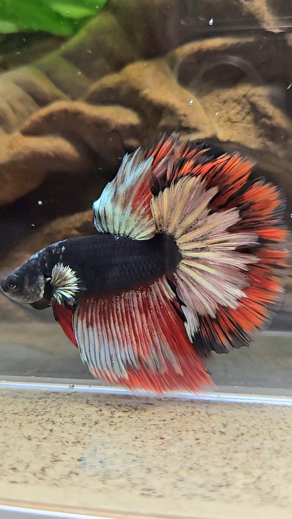 LUXURY HALFMOON ROSETAIL BLACK AVATAR COPPER GOLD RED PATTERN BETTA FISH