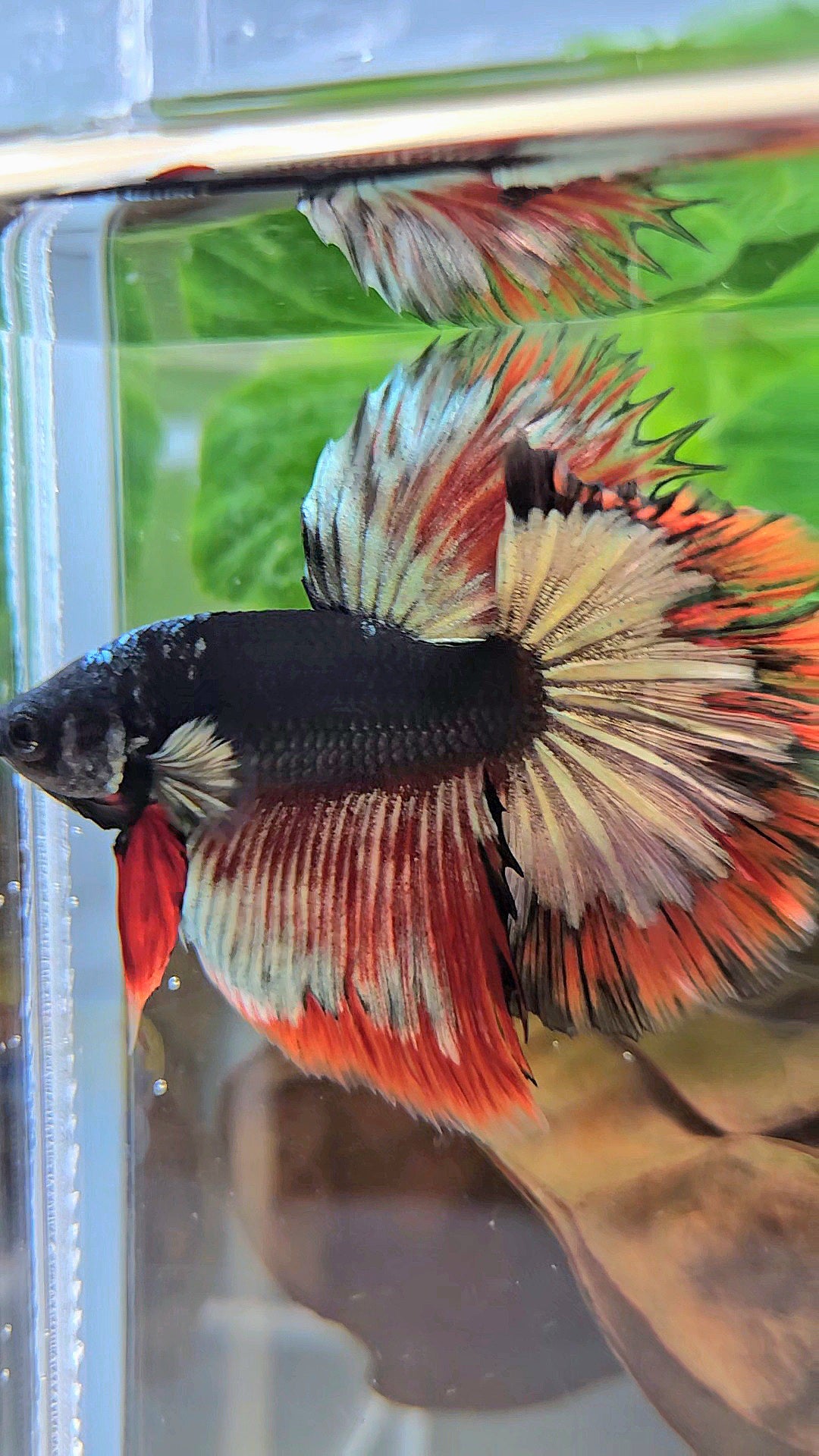 LUXURY HALFMOON ROSETAIL BLACK AVATAR COPPER GOLD RED PATTERN BETTA FISH
