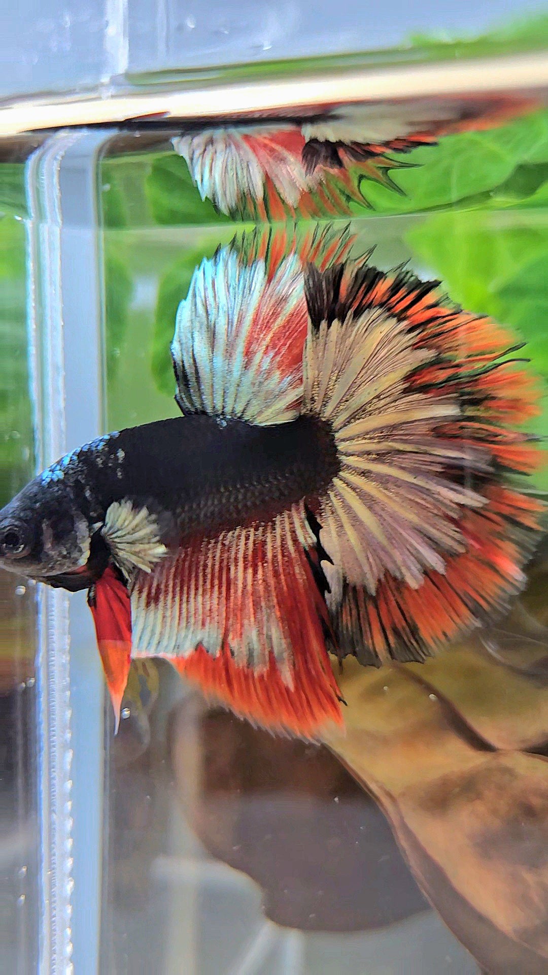 LUXURY HALFMOON ROSETAIL BLACK AVATAR COPPER GOLD RED PATTERN BETTA FISH