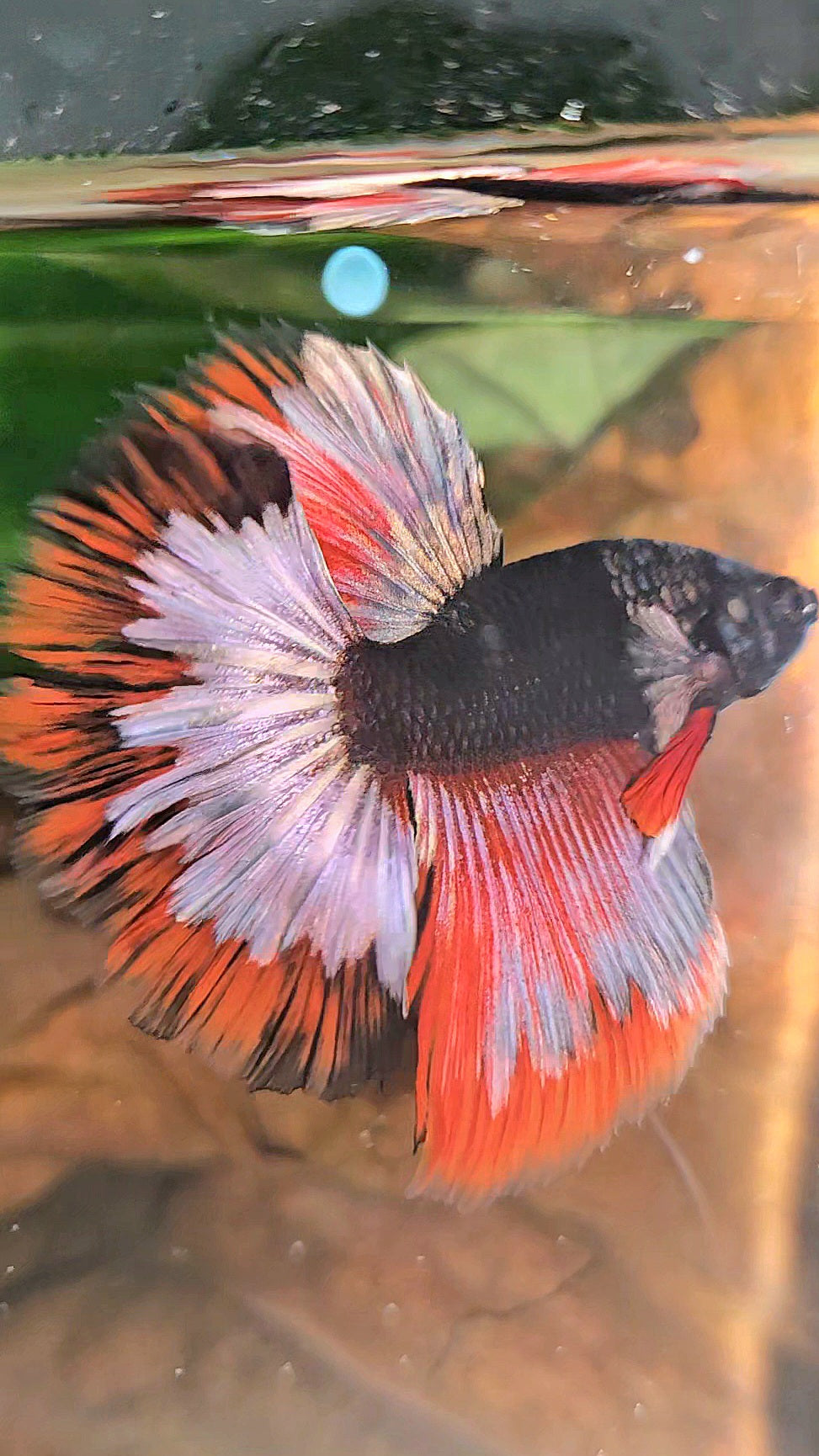 LUXURY HALFMOON ROSETAIL BLACK AVATAR COPPER GOLD RED PATTERN BETTA FISH