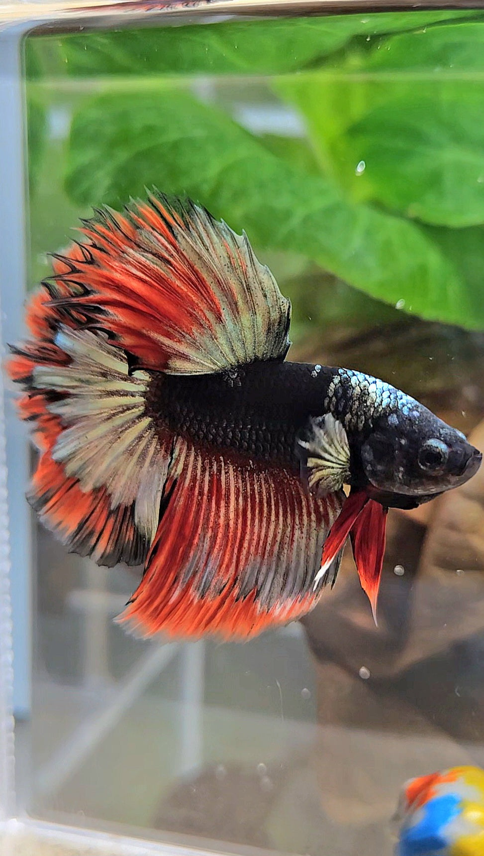 LUXURY HALFMOON ROSETAIL BLACK AVATAR COPPER GOLD RED PATTERN BETTA FISH