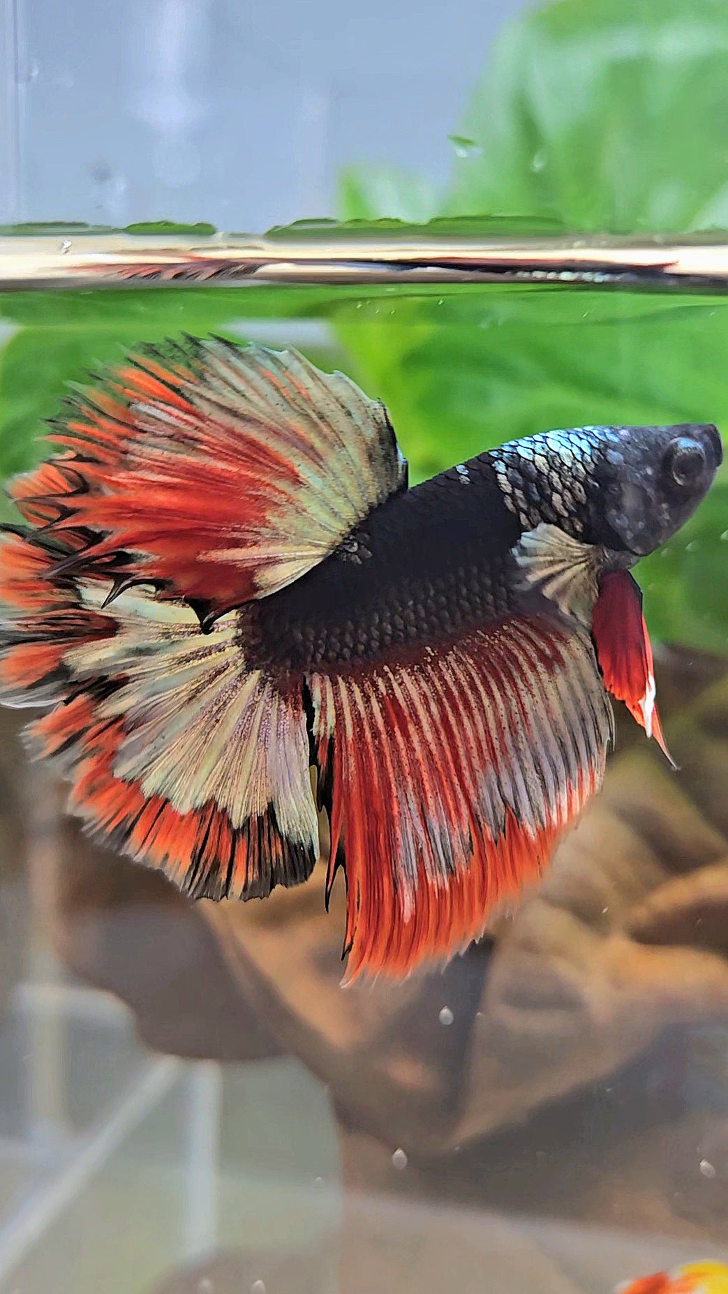 LUXURY HALFMOON ROSETAIL BLACK AVATAR COPPER GOLD RED PATTERN BETTA FISH