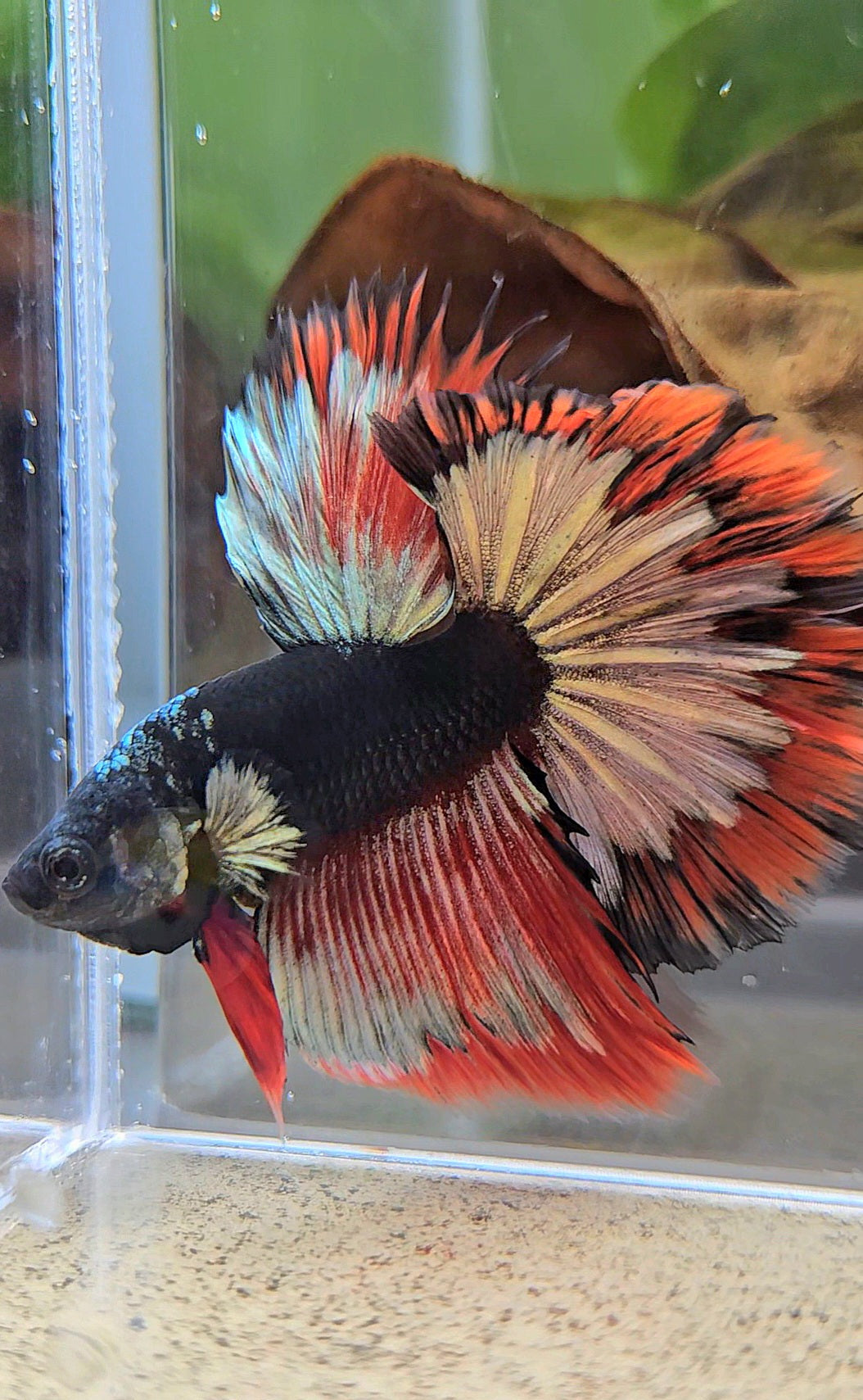 LUXURY HALFMOON ROSETAIL BLACK AVATAR COPPER GOLD RED PATTERN BETTA FISH