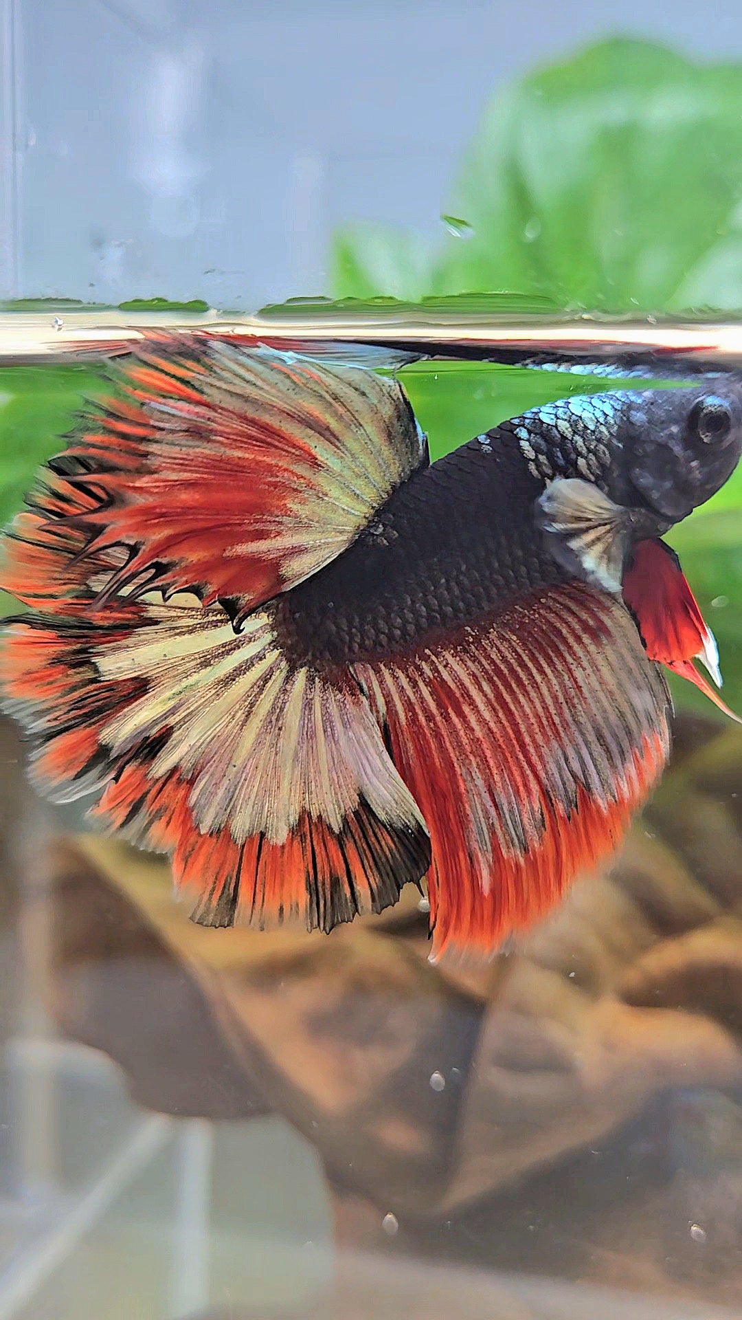 LUXURY HALFMOON ROSETAIL BLACK AVATAR COPPER GOLD RED PATTERN BETTA FISH