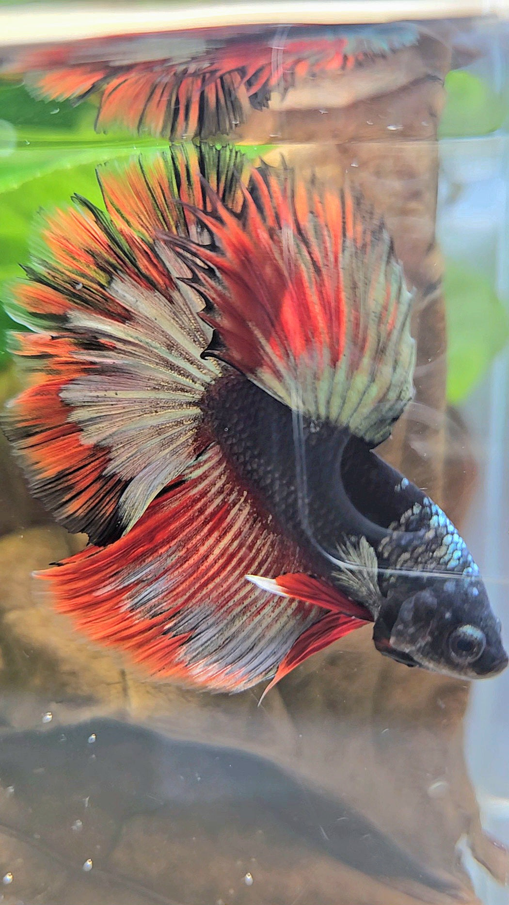 LUXURY HALFMOON ROSETAIL BLACK AVATAR COPPER GOLD RED PATTERN BETTA FISH