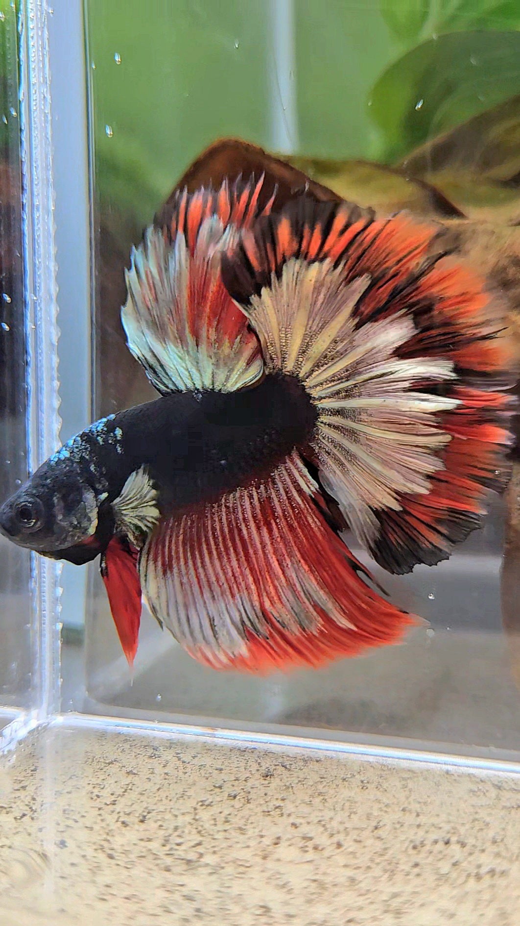 LUXURY HALFMOON ROSETAIL BLACK AVATAR COPPER GOLD RED PATTERN BETTA FISH