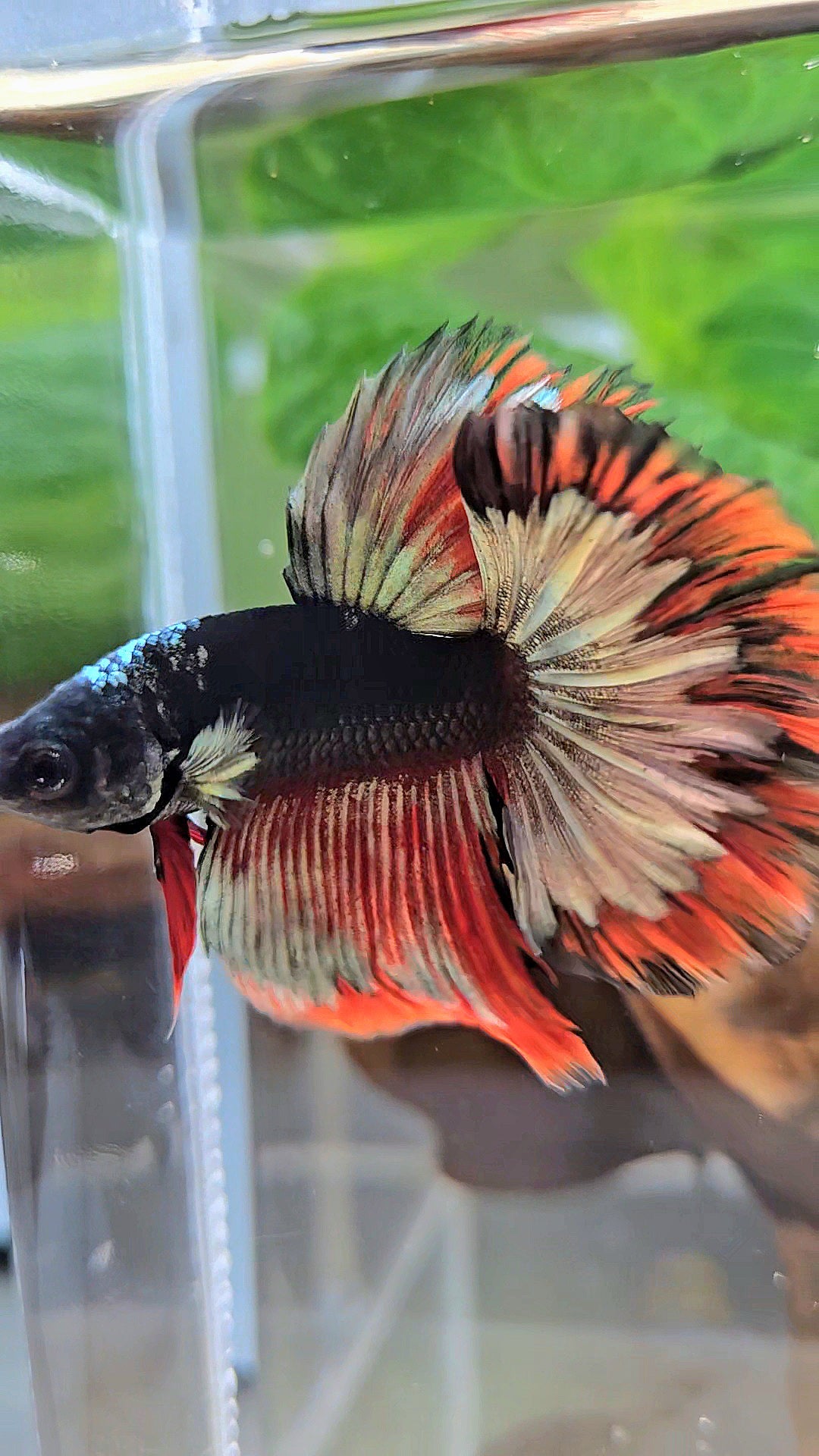 LUXURY HALFMOON ROSETAIL BLACK AVATAR COPPER GOLD RED PATTERN BETTA FISH
