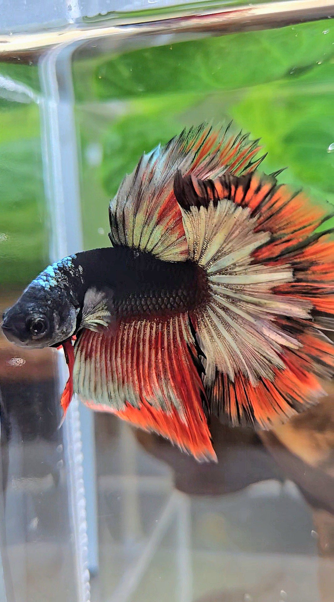 LUXURY HALFMOON ROSETAIL BLACK AVATAR COPPER GOLD RED PATTERN BETTA FISH