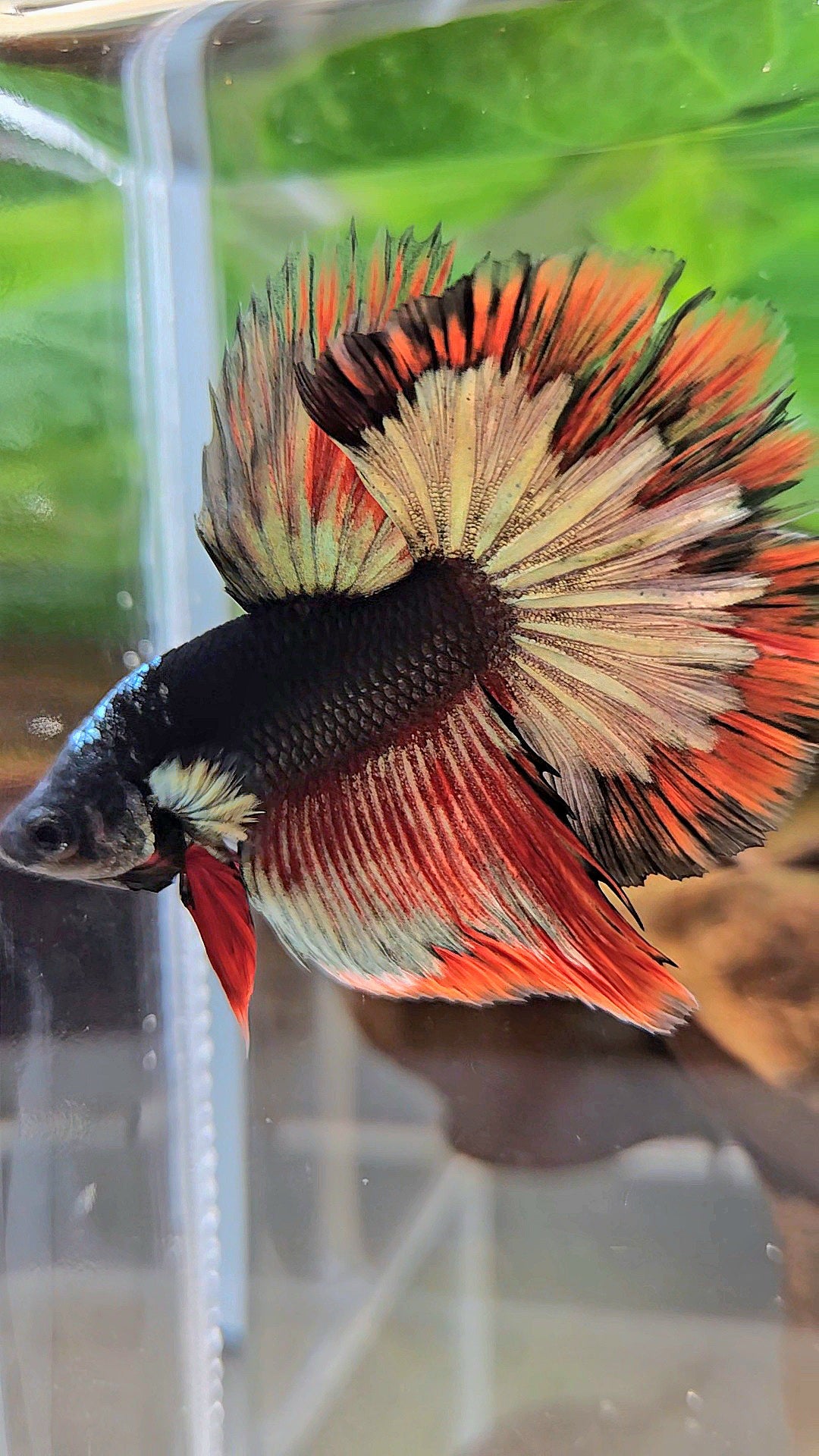 LUXURY HALFMOON ROSETAIL BLACK AVATAR COPPER GOLD RED PATTERN BETTA FISH