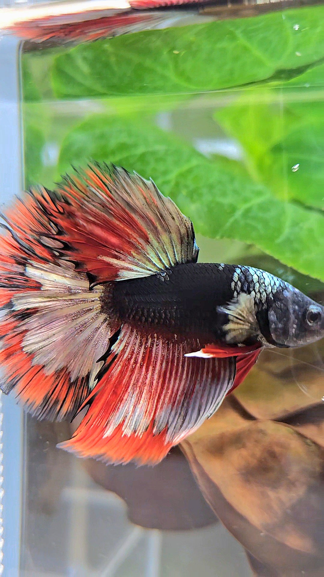LUXURY HALFMOON ROSETAIL BLACK AVATAR COPPER GOLD RED PATTERN BETTA FISH
