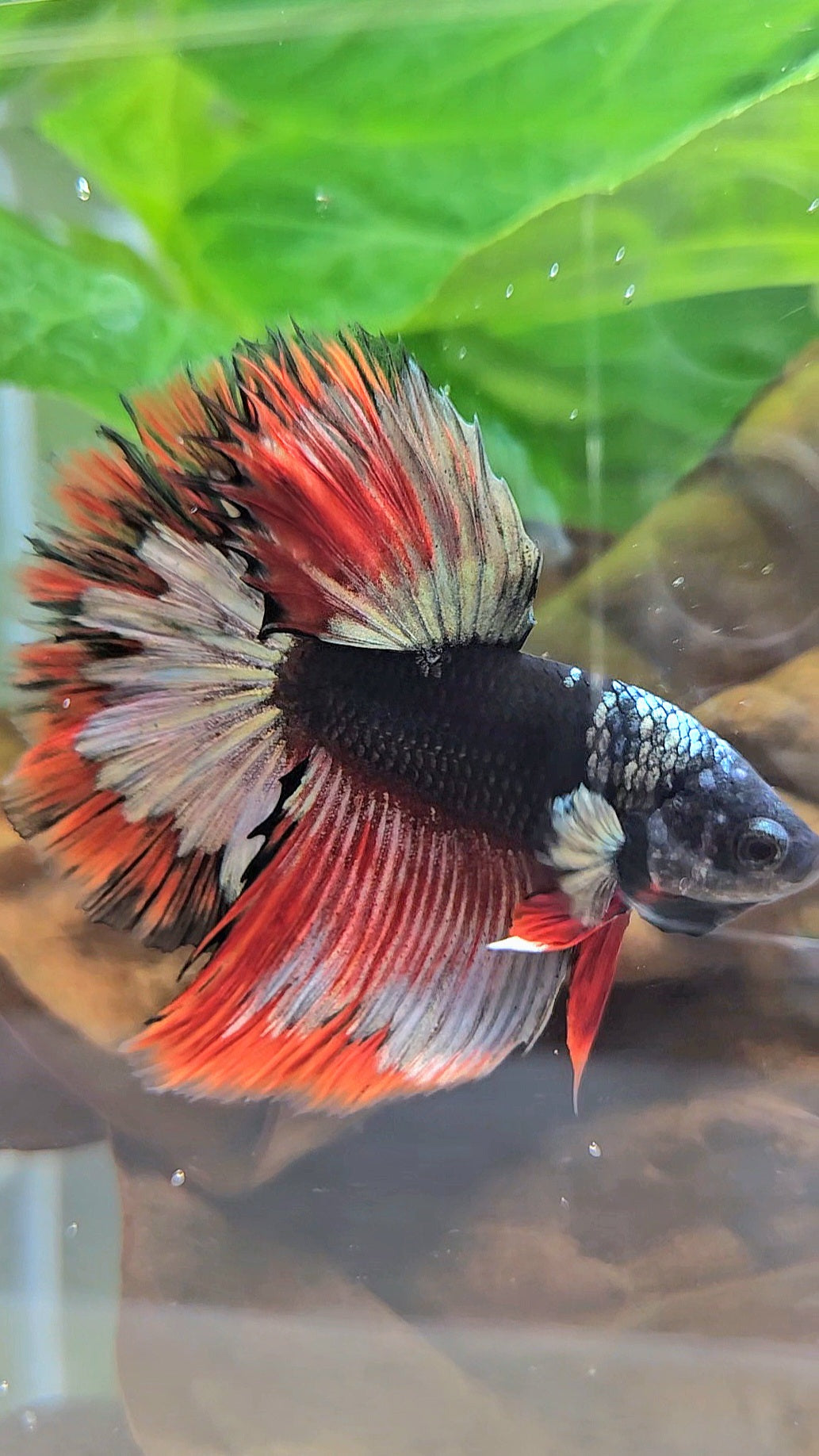 LUXURY HALFMOON ROSETAIL BLACK AVATAR COPPER GOLD RED PATTERN BETTA FISH