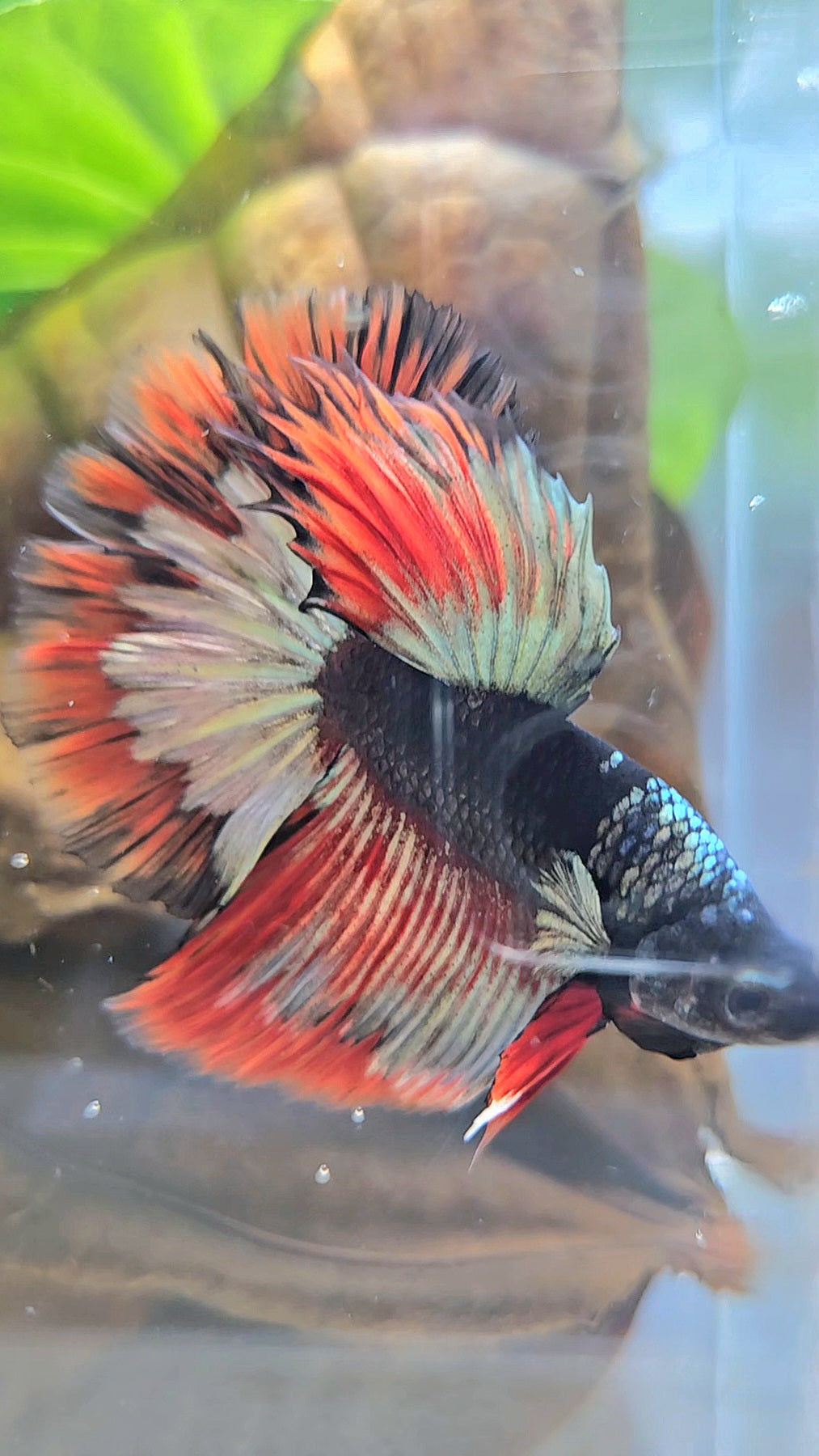 LUXURY HALFMOON ROSETAIL BLACK AVATAR COPPER GOLD RED PATTERN BETTA FISH