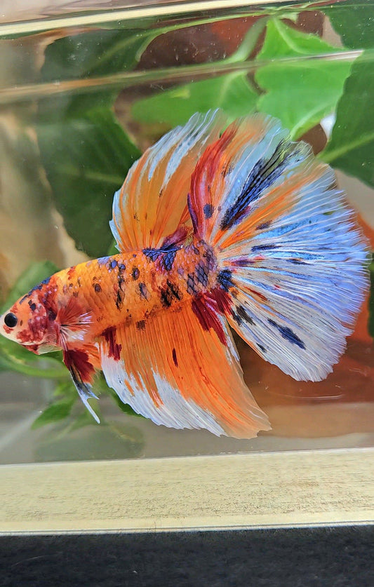 GIANT HALFMOON TOTAL 8CM+ ORANGE CANDY MULTICOLOR BETTA FISH