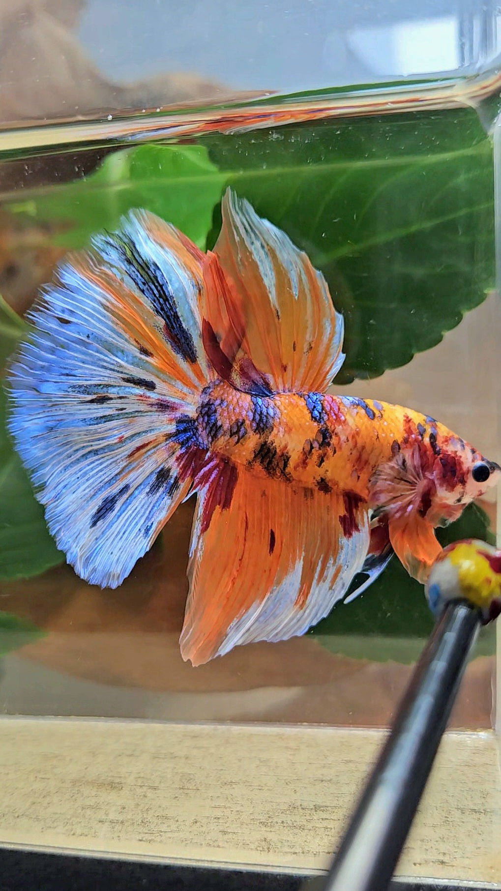 GIANT HALFMOON TOTAL 8CM+ ORANGE CANDY MULTICOLOR BETTA FISH