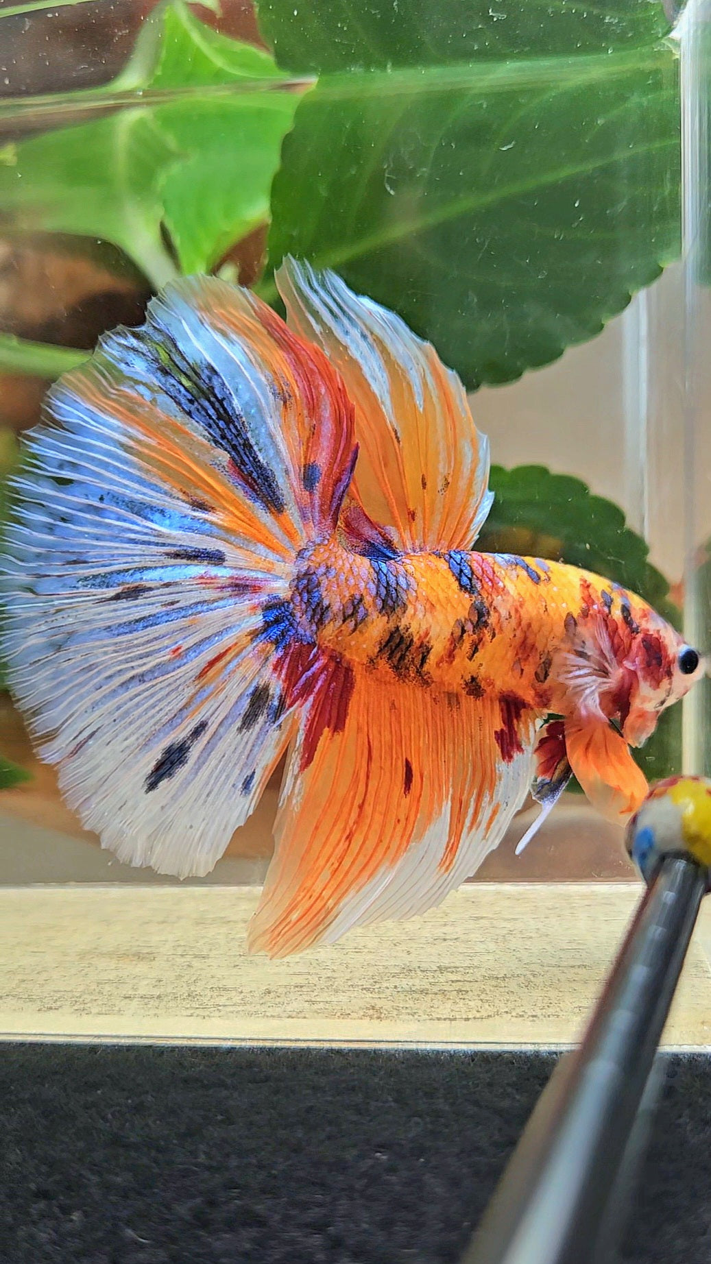 GIANT HALFMOON TOTAL 8CM+ ORANGE CANDY MULTICOLOR BETTA FISH