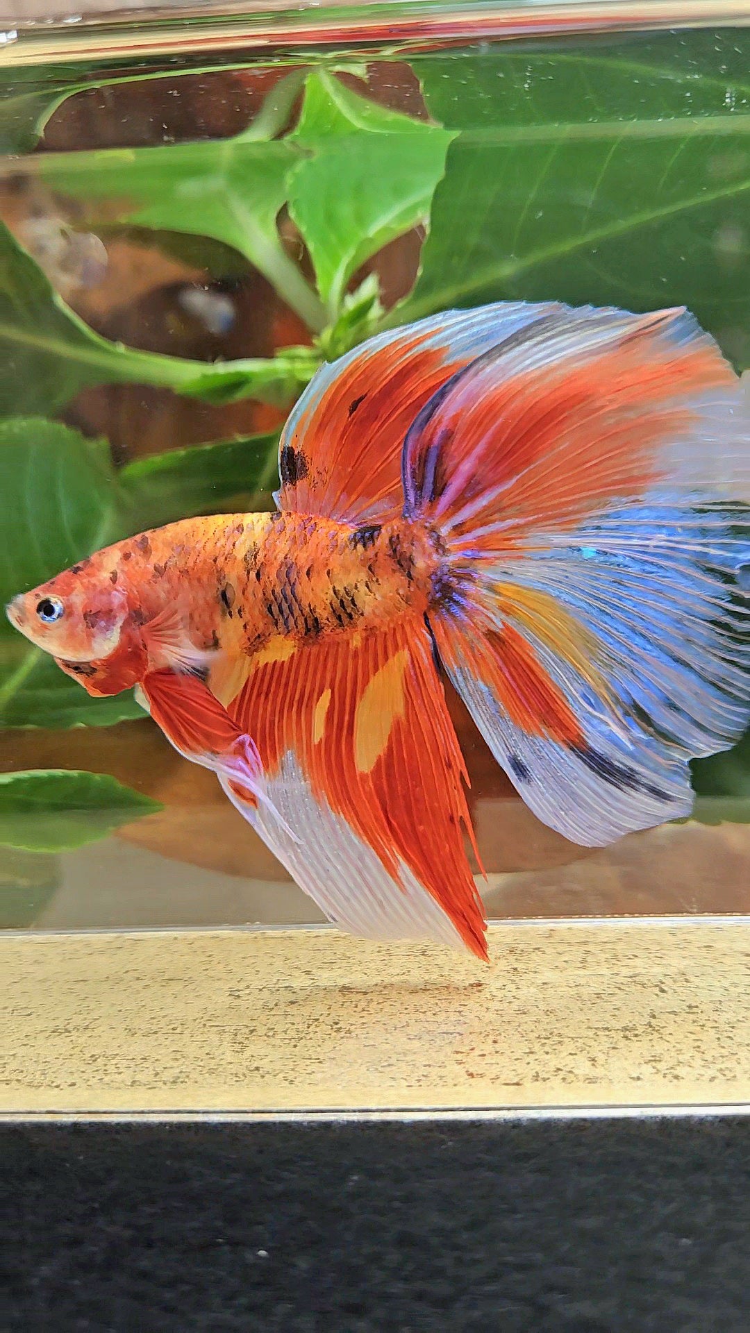 GIANT HALFMOON TOTAL 8CM+ ORANGE MULTICOLOR BETTA FISH
