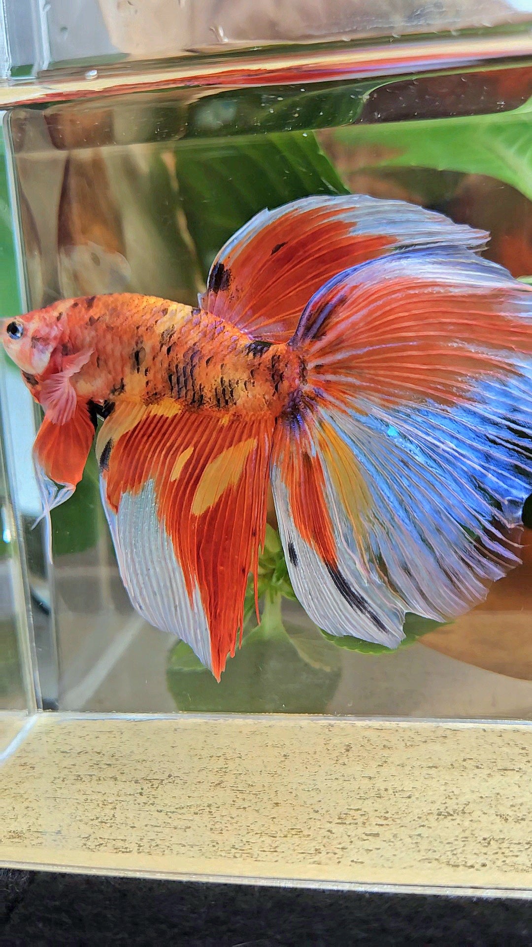 GIANT HALFMOON TOTAL 8CM+ ORANGE MULTICOLOR BETTA FISH
