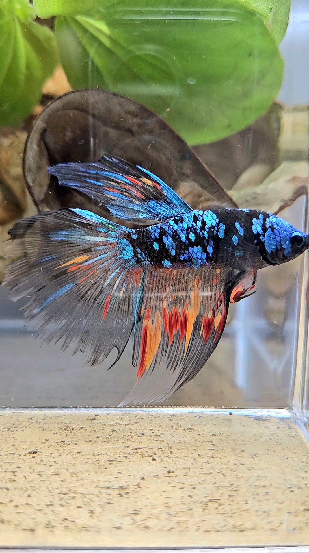 HALFMOON BLACK GALAXY AVATAR NEMO BETTA FISH