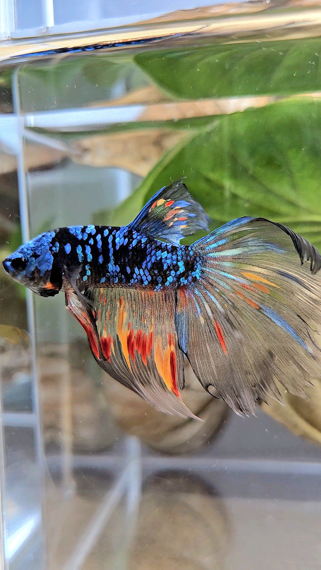 HALFMOON BLACK GALAXY AVATAR NEMO BETTA FISH