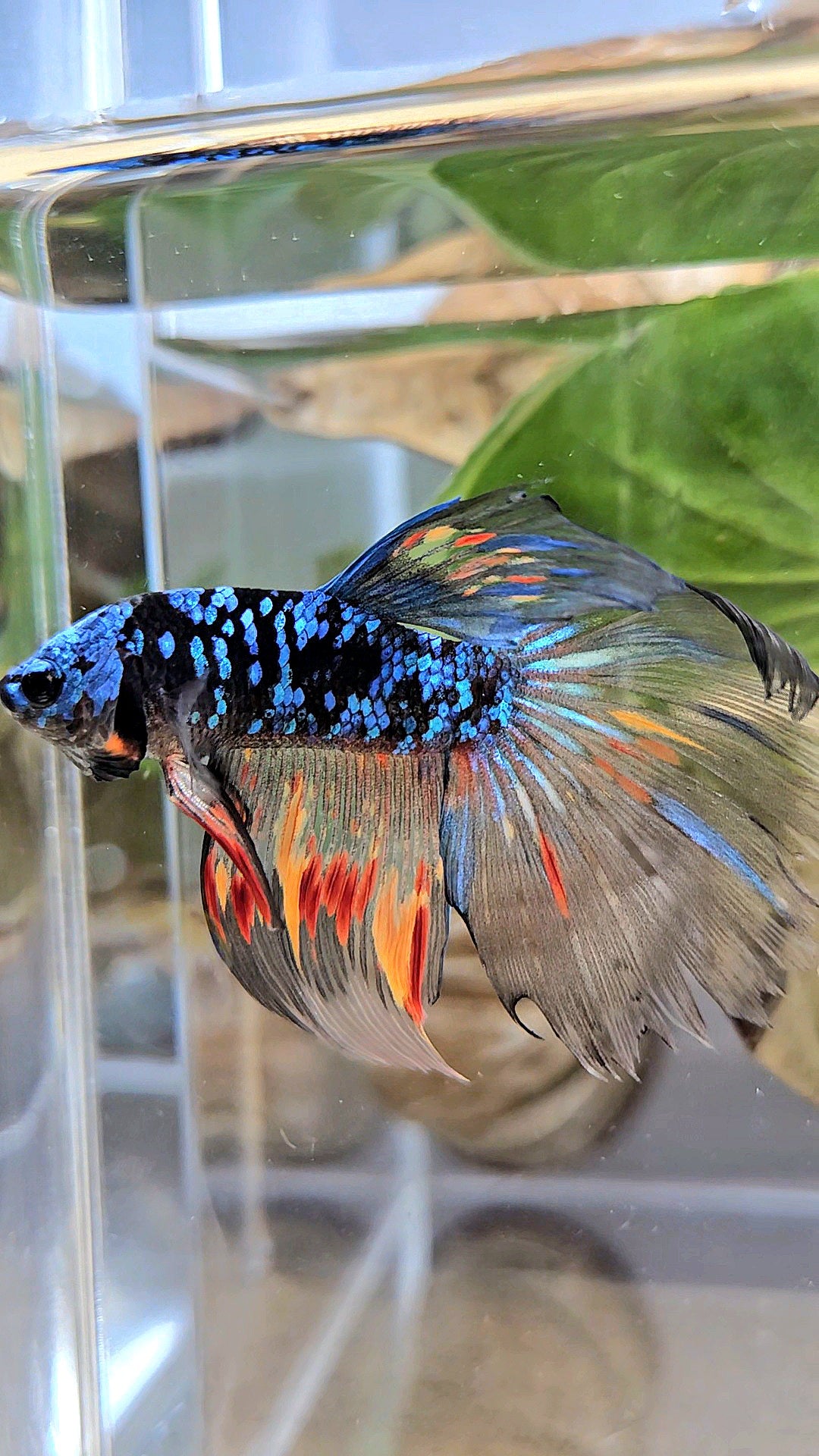 HALFMOON BLACK GALAXY AVATAR NEMO BETTA FISH