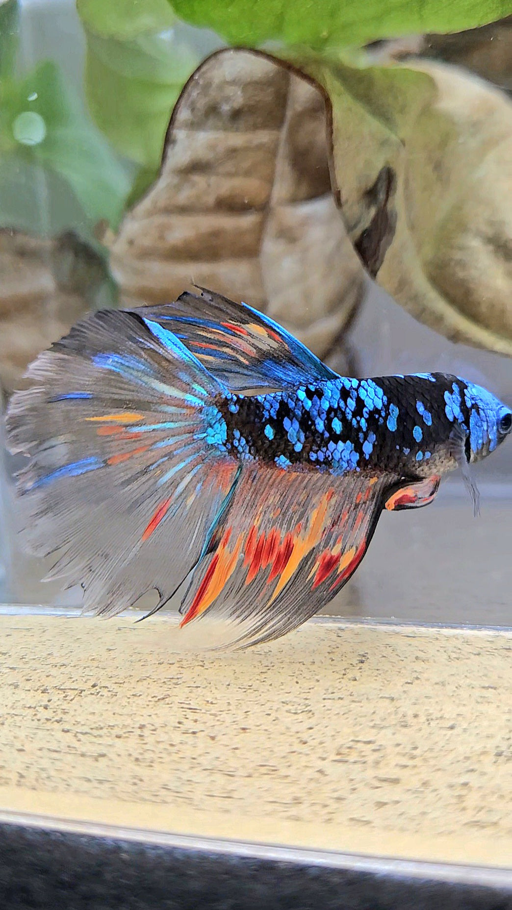 HALFMOON BLACK GALAXY AVATAR NEMO BETTA FISH