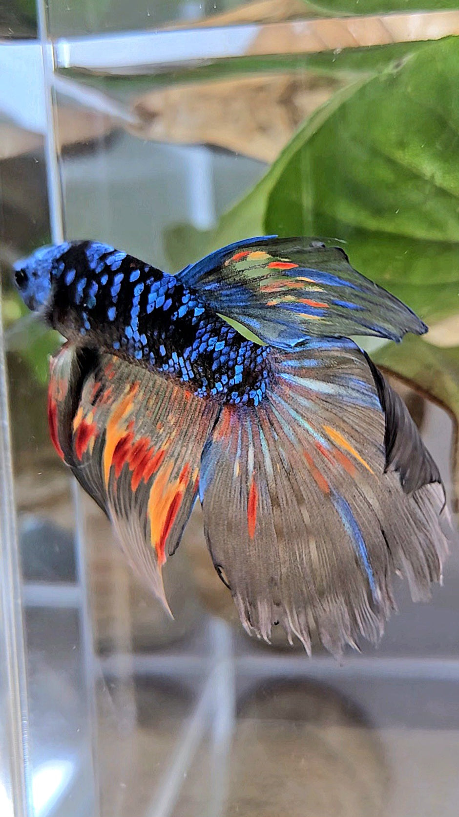 HALFMOON BLACK GALAXY AVATAR NEMO BETTA FISH