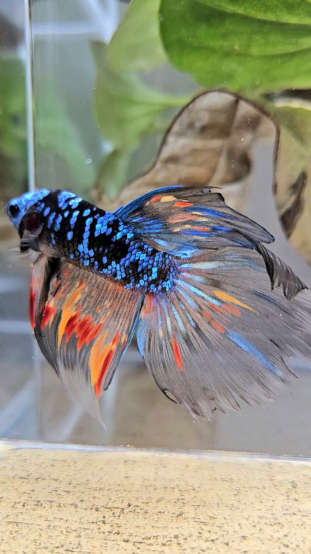 HALFMOON BLACK GALAXY AVATAR NEMO BETTA FISH