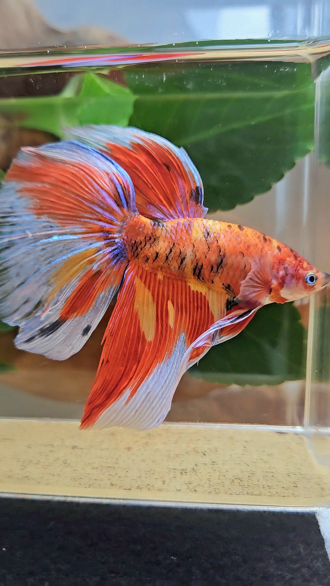 GIANT HALFMOON TOTAL 8CM+ ORANGE MULTICOLOR BETTA FISH
