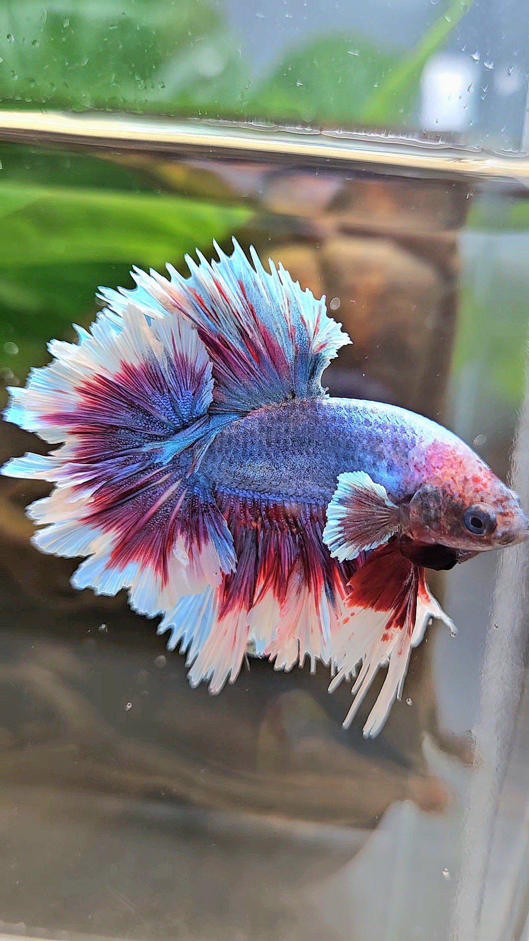 KING FEATHER TAIL HALFMOON PURPLE BLUE BUTTERFLY BETTA FISH