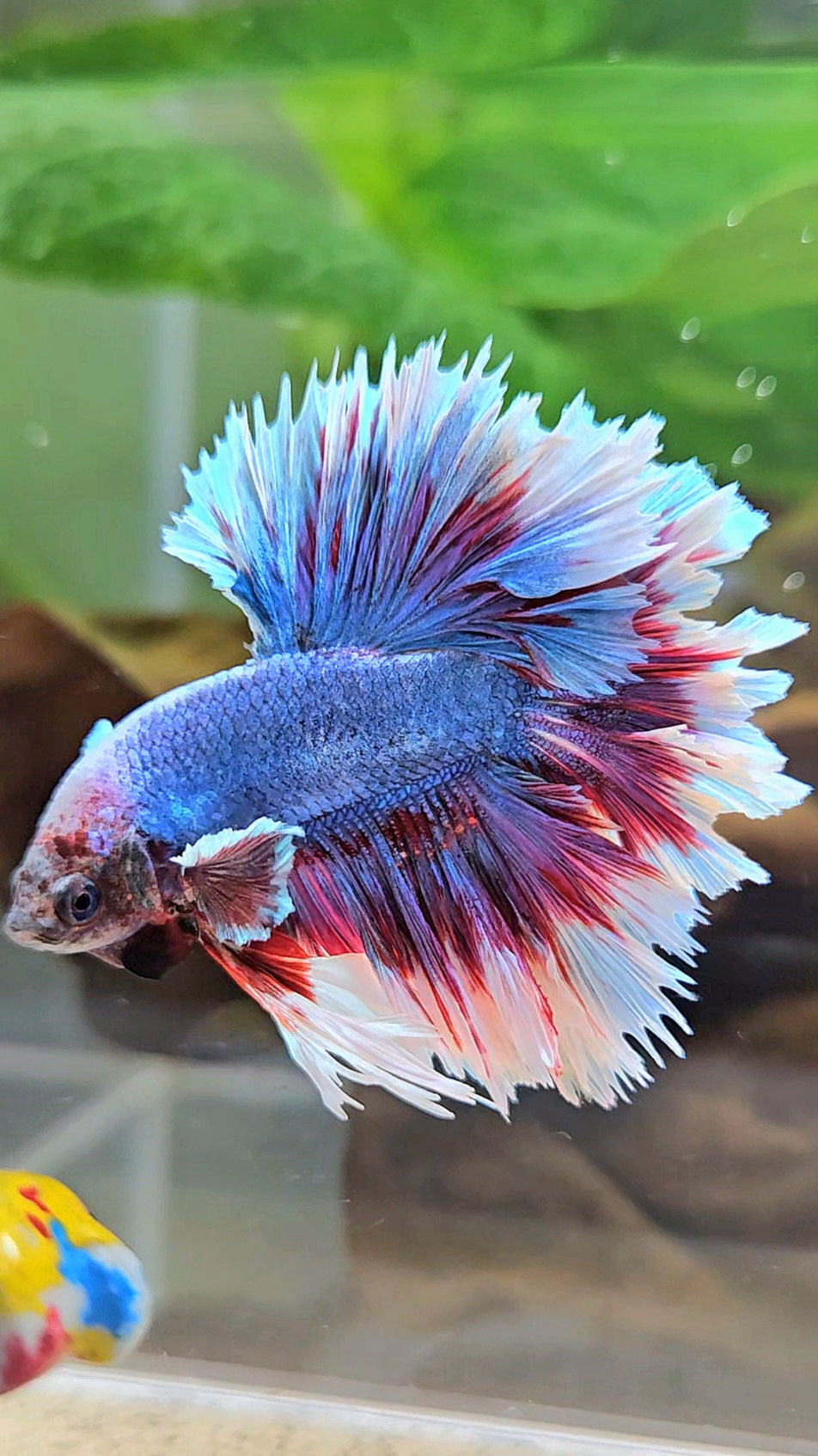 KING FEATHER TAIL HALFMOON PURPLE BLUE BUTTERFLY BETTA FISH