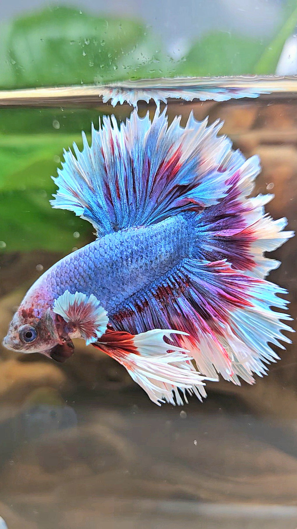 KING FEATHER TAIL HALFMOON PURPLE BLUE BUTTERFLY BETTA FISH