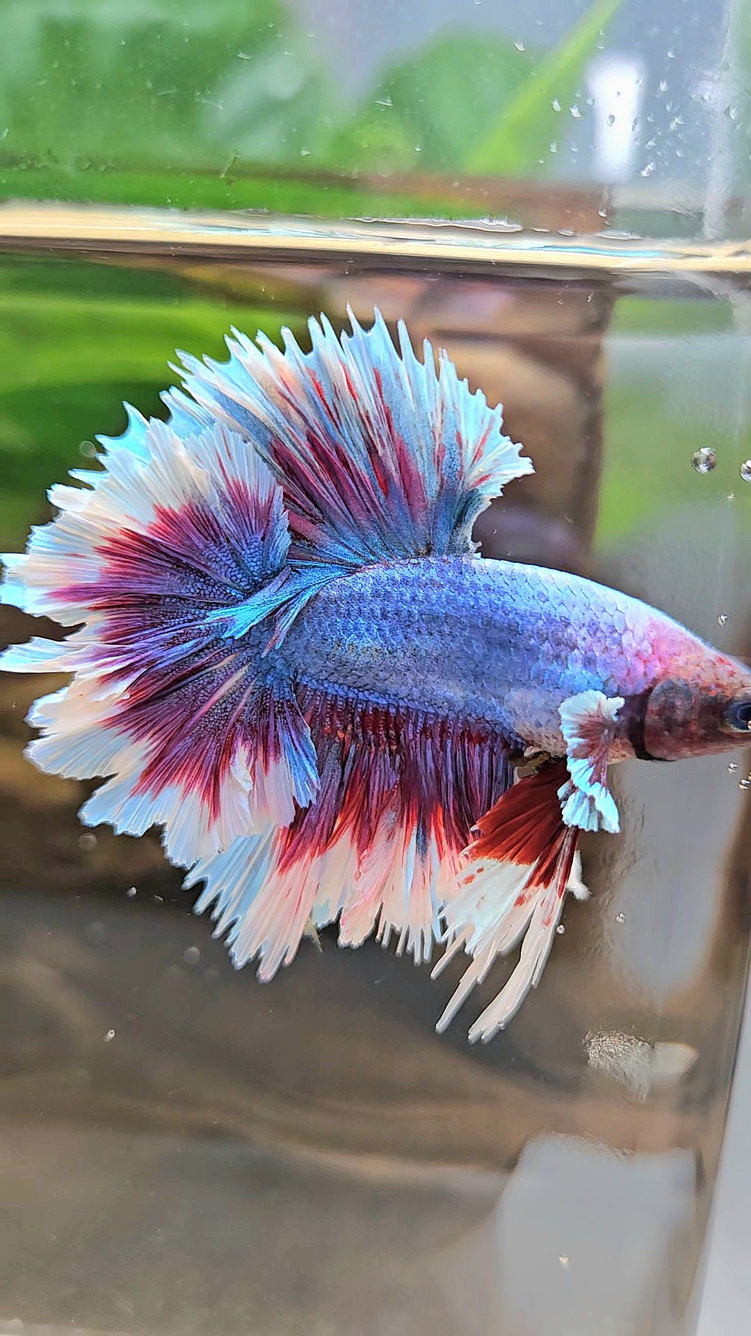 KING FEATHER TAIL HALFMOON PURPLE BLUE BUTTERFLY BETTA FISH
