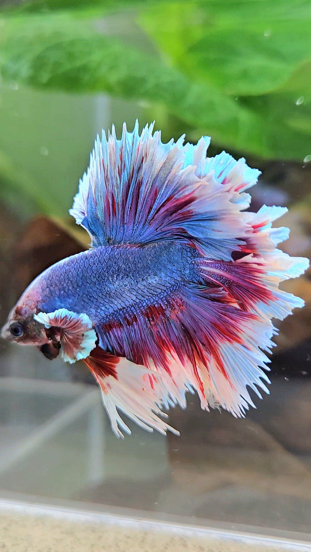 KING FEATHER TAIL HALFMOON PURPLE BLUE BUTTERFLY BETTA FISH