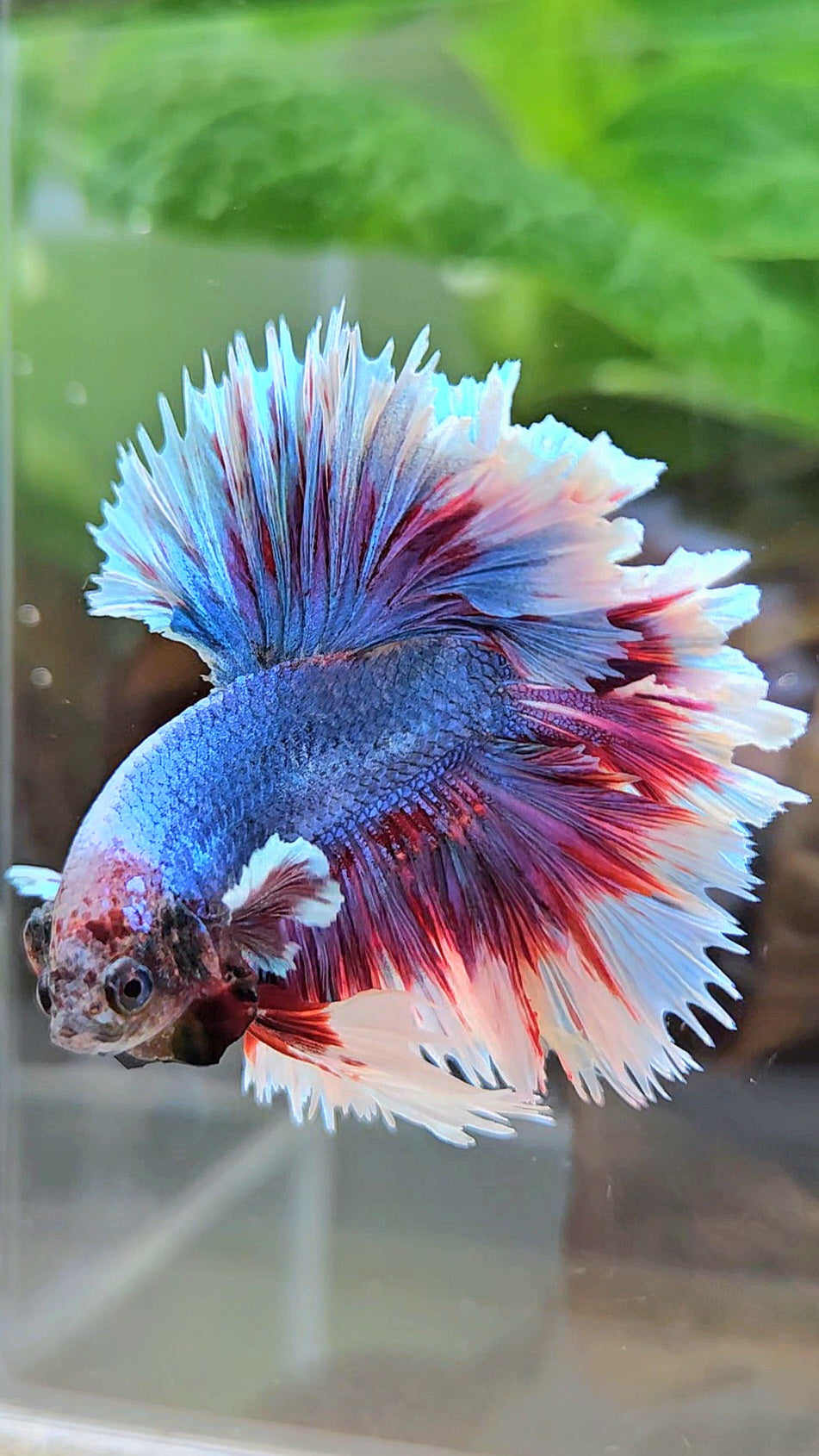 KING FEATHER TAIL HALFMOON PURPLE BLUE BUTTERFLY BETTA FISH