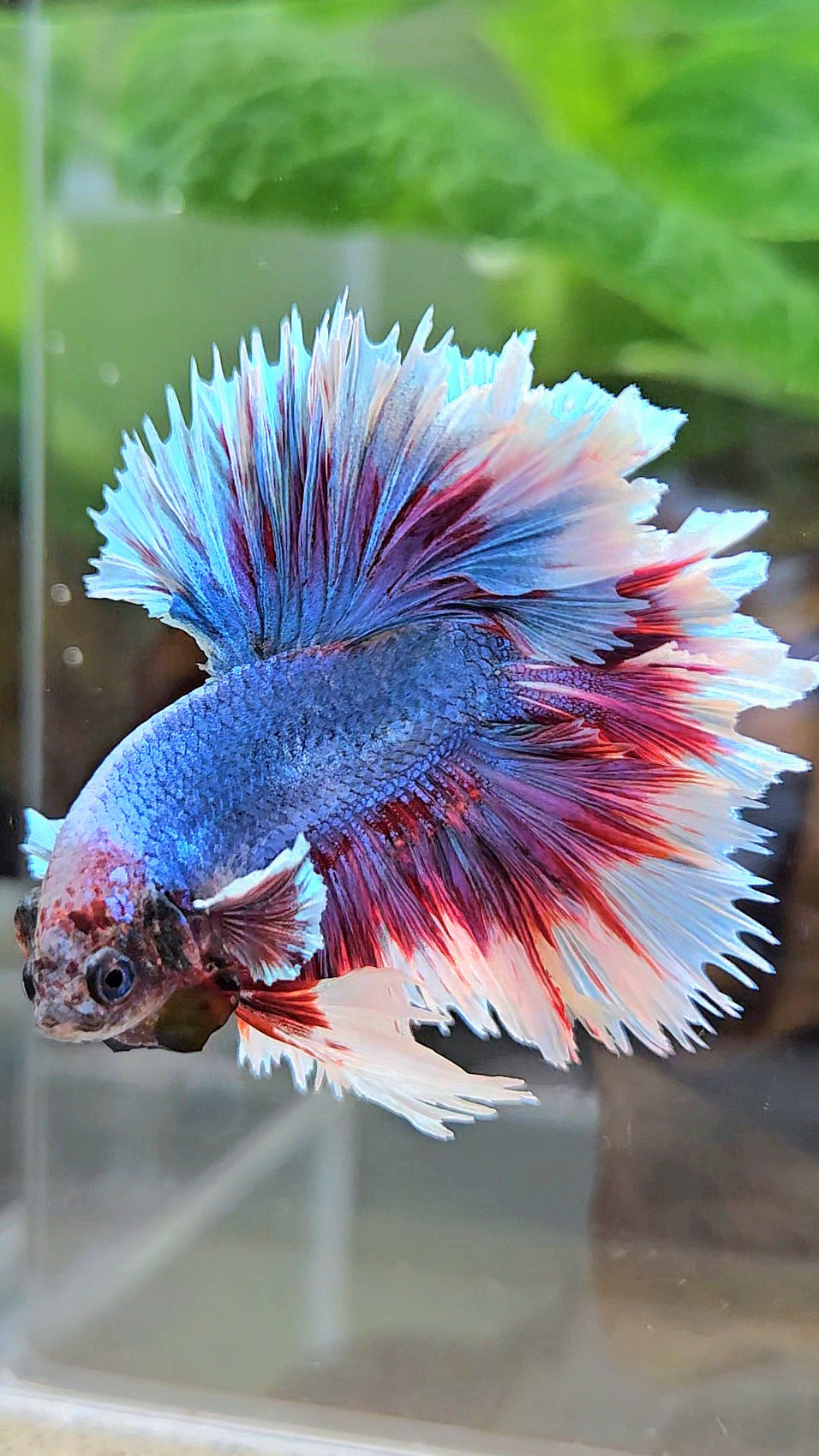 KING FEATHER TAIL HALFMOON PURPLE BLUE BUTTERFLY BETTA FISH