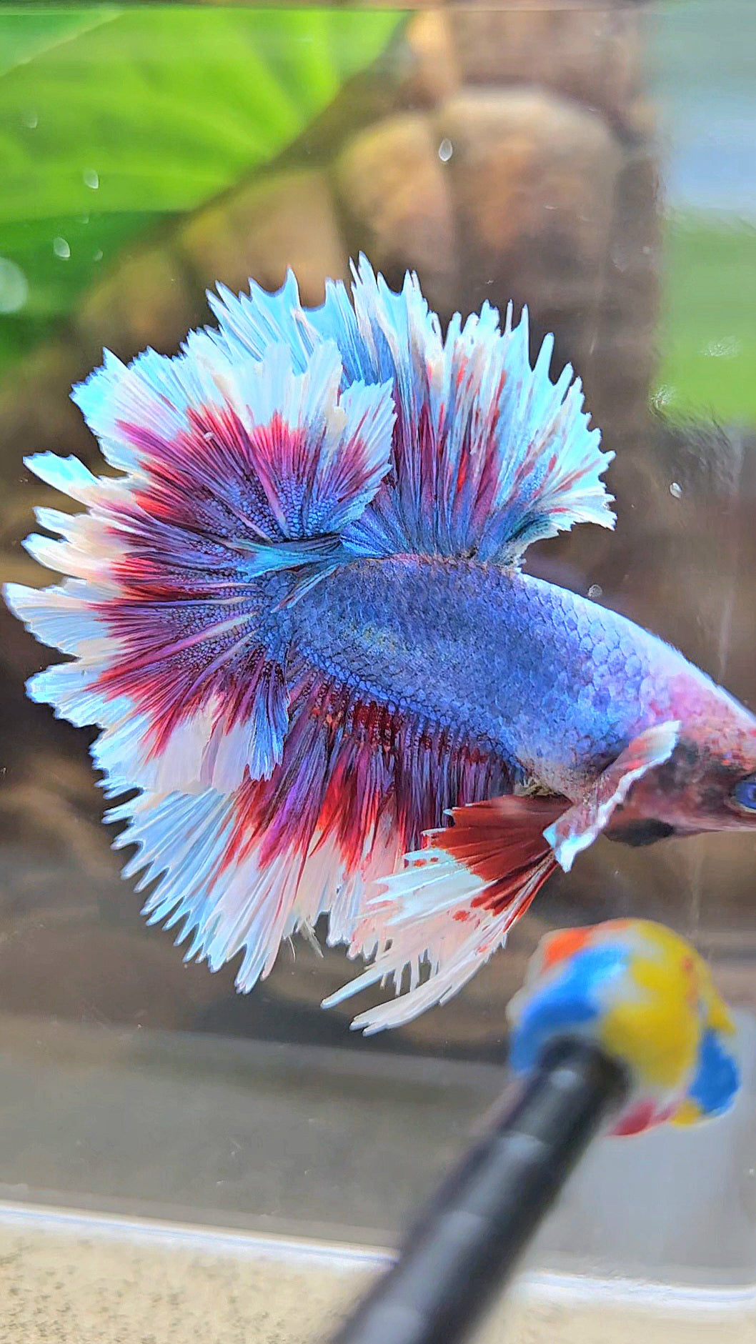 KING FEATHER TAIL HALFMOON PURPLE BLUE BUTTERFLY BETTA FISH