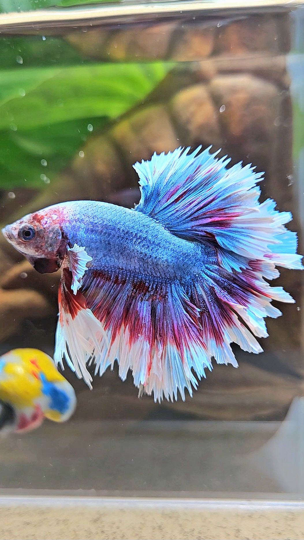 KING FEATHER TAIL HALFMOON PURPLE BLUE BUTTERFLY BETTA FISH