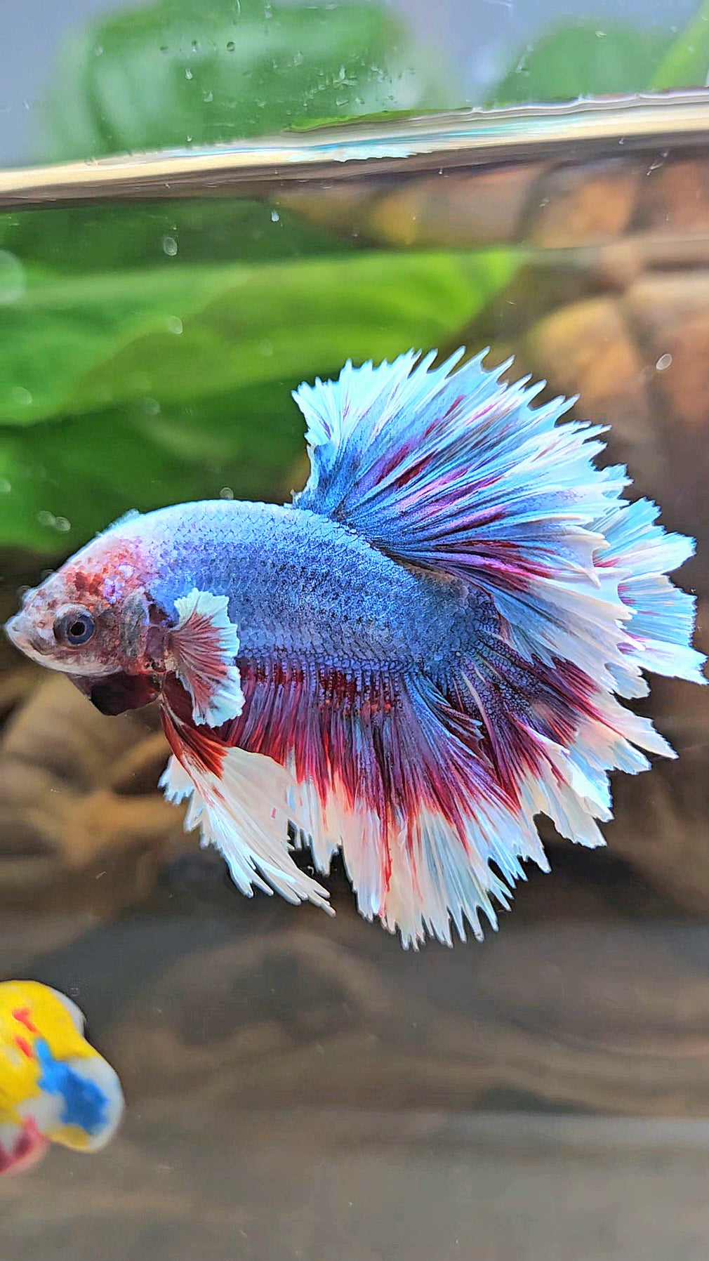 KING FEATHER TAIL HALFMOON PURPLE BLUE BUTTERFLY BETTA FISH